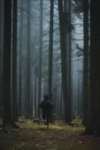 Voordelen van hardlopen in het bos