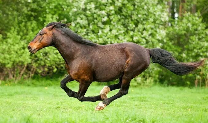 Vo2max berekenen en verbeteren paard