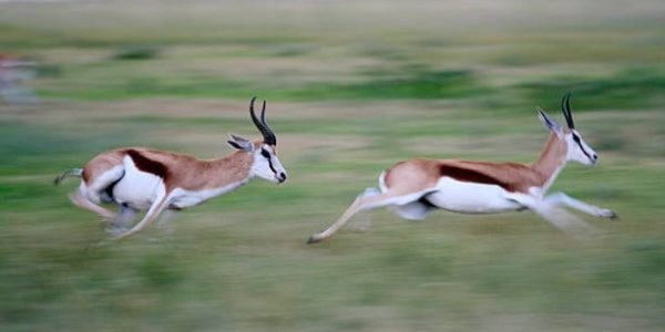 Springboks chasing one another in South Africa