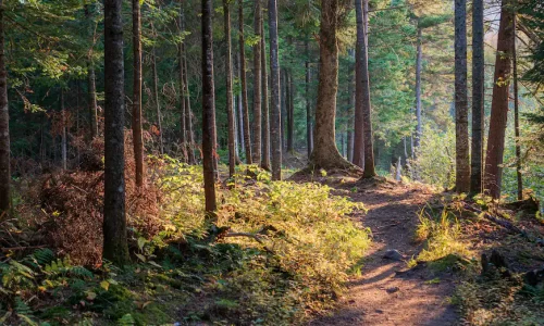 Voordelen van hardlopen in het bos