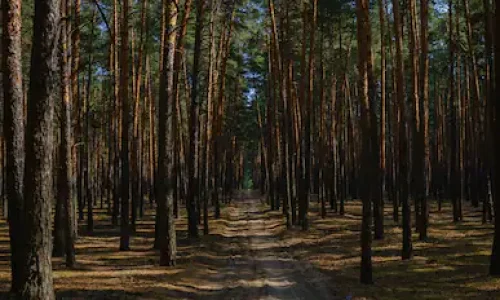 Voordelen van hardlopen in het bos zandpad