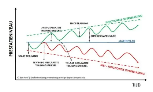 Trainingsprincipes supercompensatie